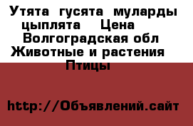 Утята, гусята, муларды, цыплята. › Цена ­ 70 - Волгоградская обл. Животные и растения » Птицы   